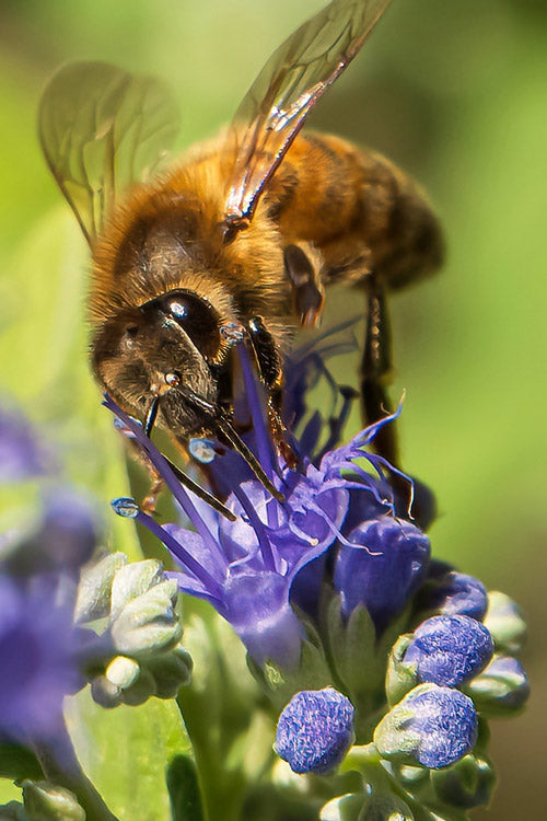  Beekeeper Blue Mist Shrub (Caryopteris) - 3 Gallon Pot