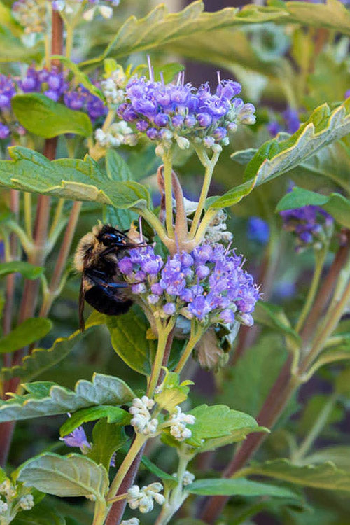  Beekeeper Blue Mist Shrub (Caryopteris) - 3 Gallon Pot