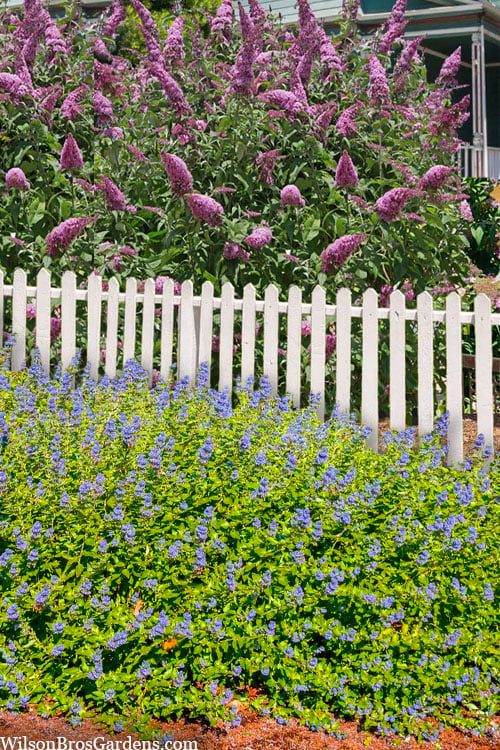  Beekeeper Blue Mist Shrub (Caryopteris) - 3 Gallon Pot 