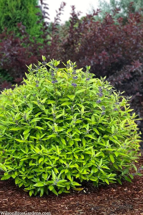  Beekeeper Blue Mist Shrub (Caryopteris) - 3 Gallon Pot 