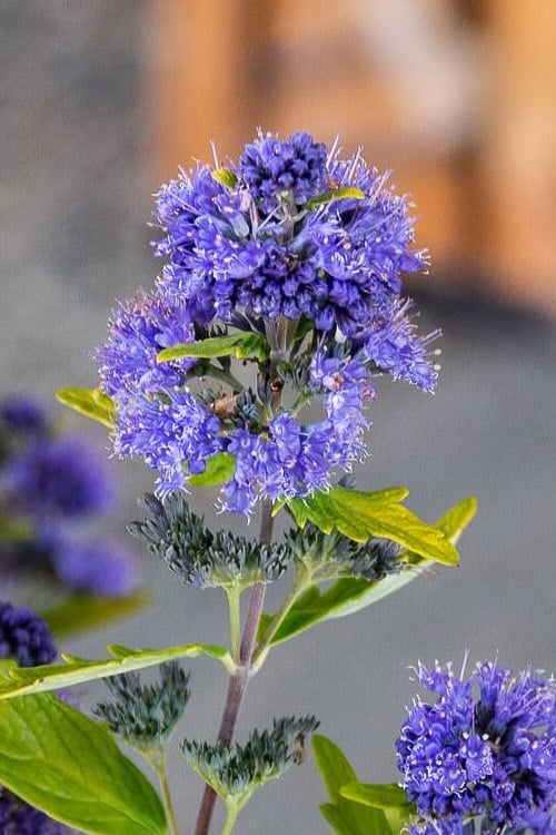  Beekeeper Blue Mist Shrub (Caryopteris) - 3 Gallon Pot 