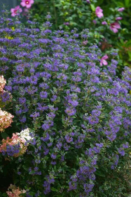  Beyond Midnight Blue Mist Shrub (Caryopteris) - 3 Gallon Pot