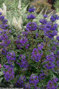  Beyond Midnight Blue Mist Shrub (Caryopteris) - 3 Gallon Pot
