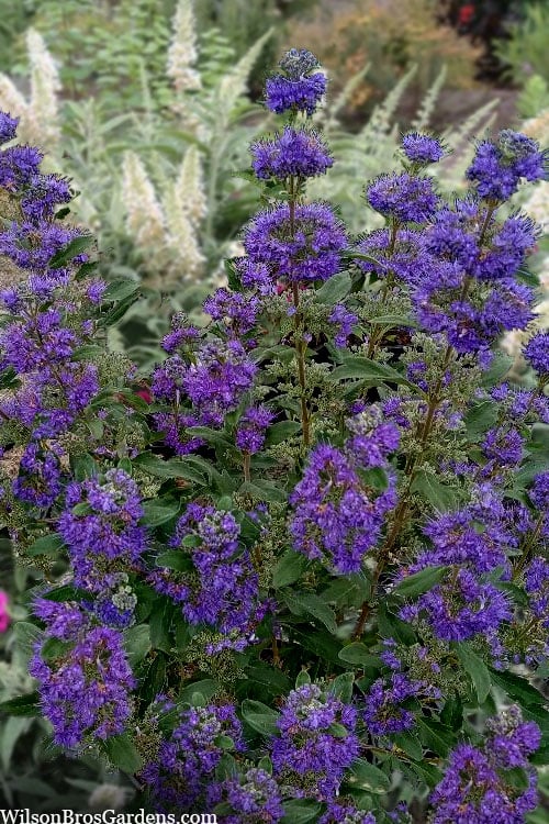  Beyond Midnight Blue Mist Shrub (Caryopteris) - 3 Gallon Pot