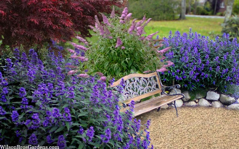  Beyond Midnight Blue Mist Shrub (Caryopteris) - 3 Gallon Pot