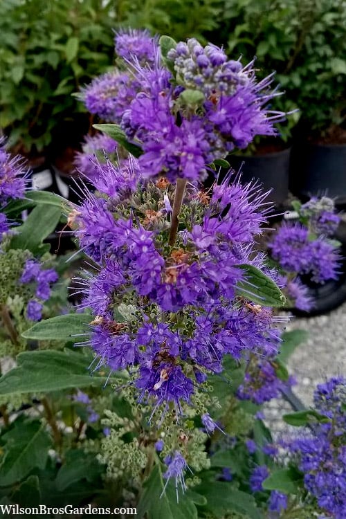  Beyond Midnight Blue Mist Shrub (Caryopteris) - 3 Gallon Pot