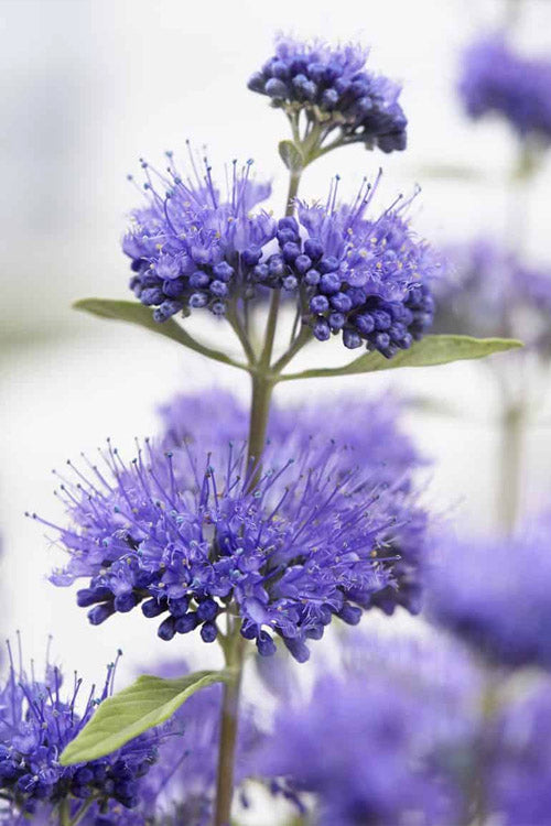  Blue Empire Caryopteris (Bluebeard) - 1 Gallon Pot