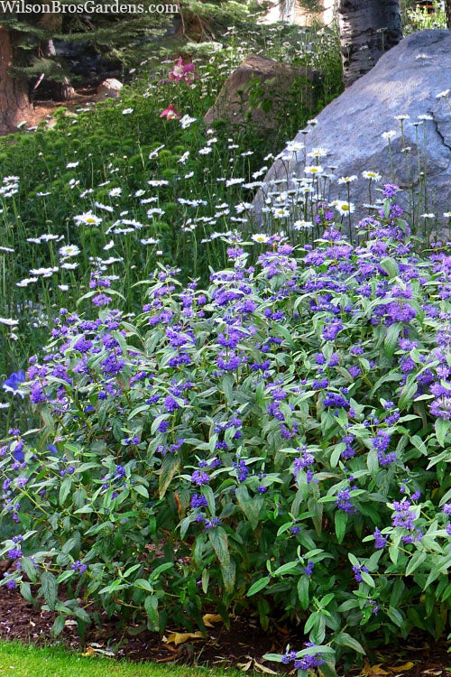  Blue Empire Caryopteris (Bluebeard) - 1 Gallon Pot