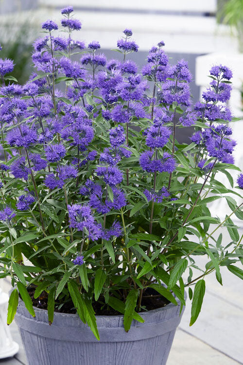  Blue Empire Caryopteris (Bluebeard) - 1 Gallon Pot