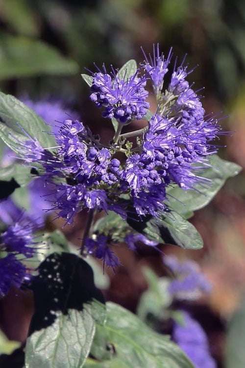  Dark Knight Blue Mist Shrub (Caryopteris) - 1 Gallon Pot