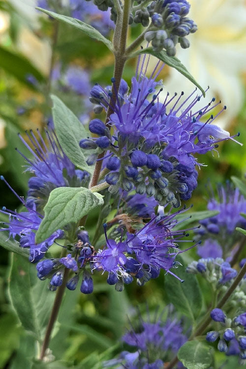  Dark Knight Blue Mist Shrub (Caryopteris) - 3 Gallon Pot