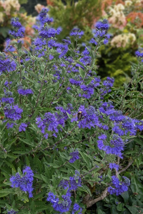  Dark Knight Blue Mist Shrub (Caryopteris) - 1 Gallon Pot