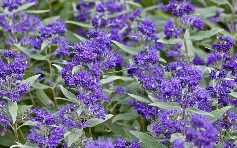  Dark Knight Blue Mist Shrub (Caryopteris) - 1 Gallon Pot