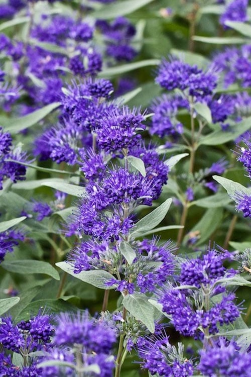  Dark Knight Blue Mist Shrub (Caryopteris) - 1 Gallon Pot