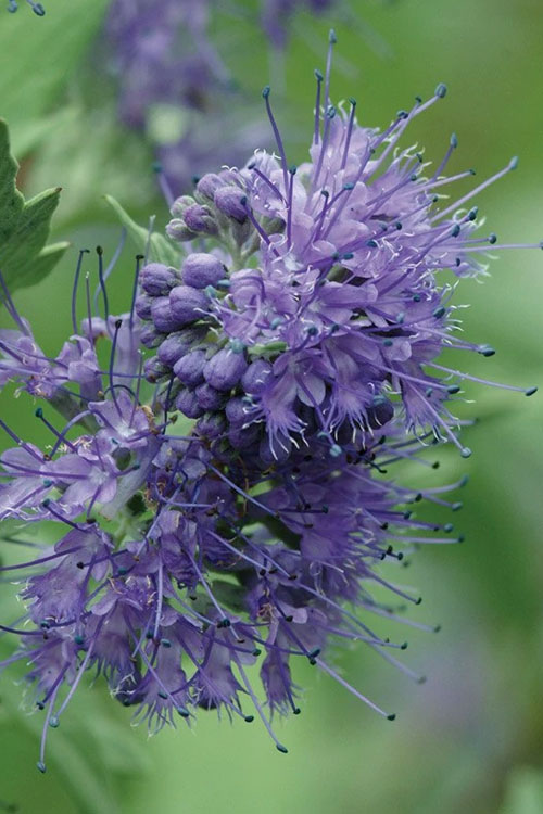  Longwood Blue Blue Mist Shrub (Caryopteris) - 1 Gallon Pot