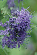  Longwood Blue Blue Mist Shrub (Caryopteris) - 1 Gallon Pot