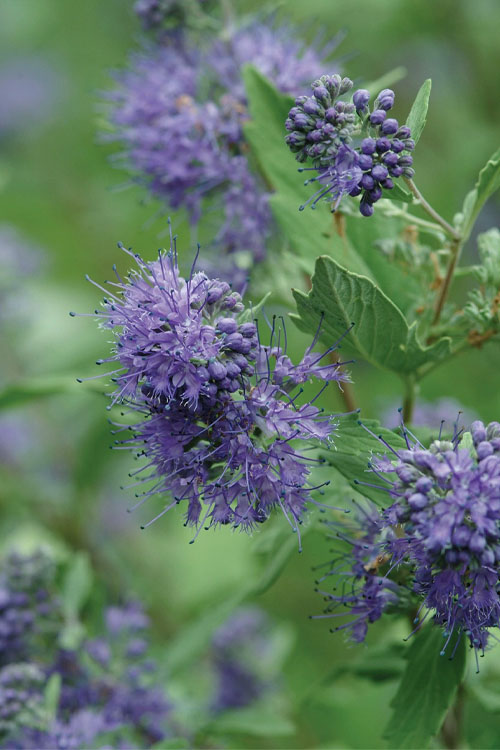  Longwood Blue Blue Mist Shrub (Caryopteris) - 1 Gallon Pot