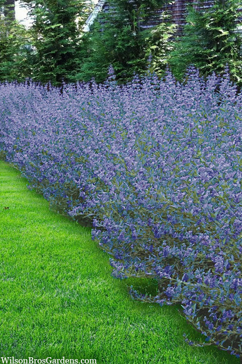  Longwood Blue Blue Mist Shrub (Caryopteris) - 1 Gallon Pot