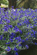  Sapphire Surf Blue Mist Shrub (Caryopteris) - 3 Gallon Pot
