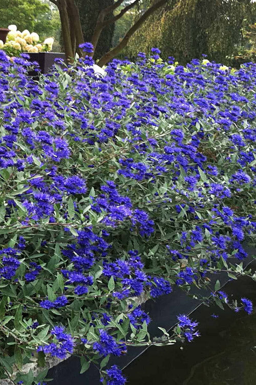  Sapphire Surf Blue Mist Shrub (Caryopteris) - 3 Gallon Pot