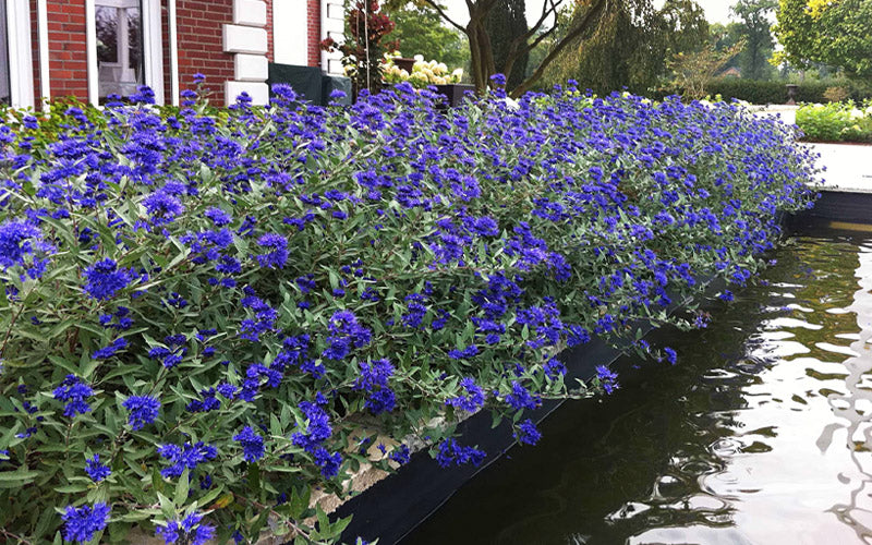  Sapphire Surf Blue Mist Shrub (Caryopteris) - 3 Gallon Pot