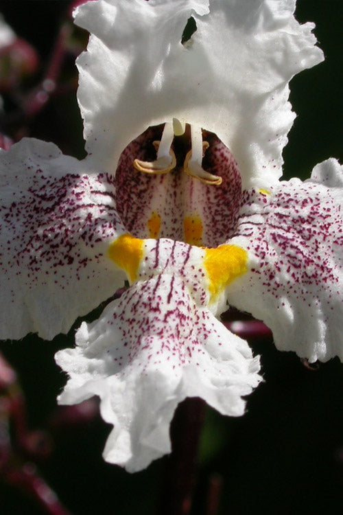  Purple Catalpa Tree - 7 Gallon Pot (6-7')