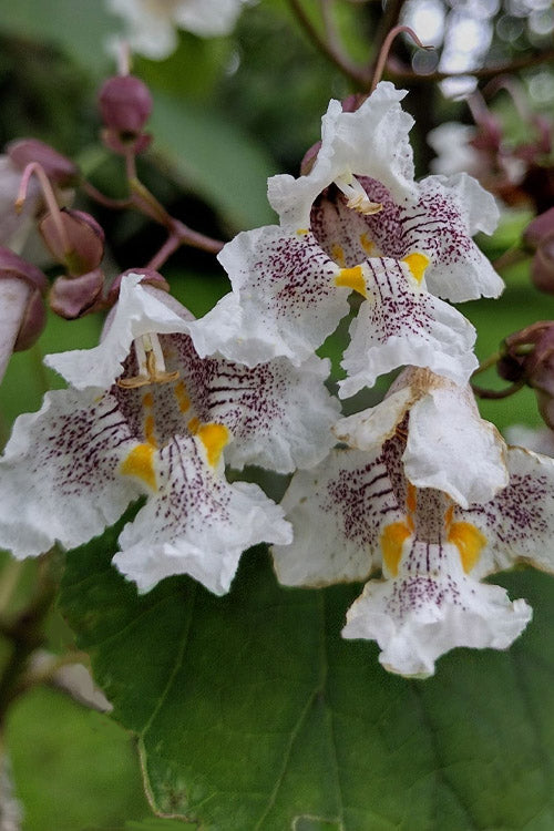  Purple Catalpa Tree - 7 Gallon Pot (6-7')