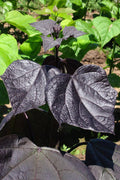  Purple Catalpa Tree - 7 Gallon Pot (6-7')