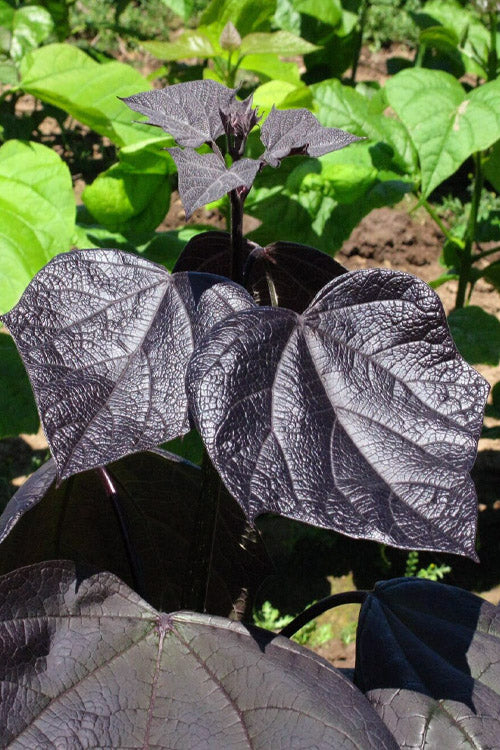  Purple Catalpa Tree - 7 Gallon Pot (6-7')