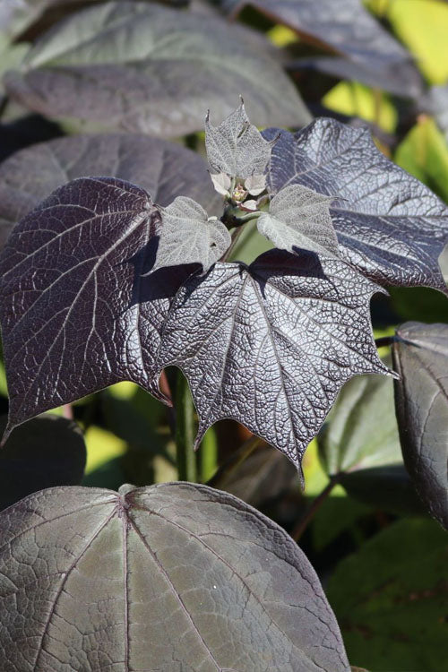  Purple Catalpa Tree - 7 Gallon Pot (6-7')