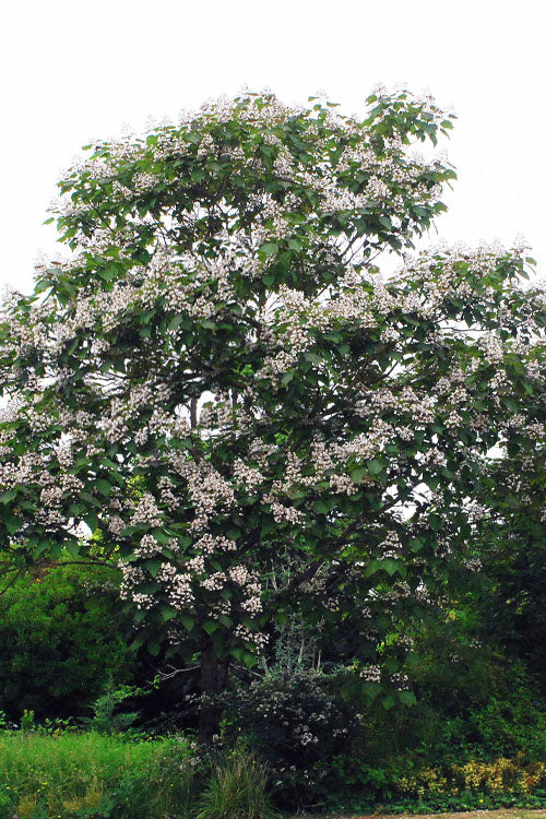  Purple Catalpa Tree - 7 Gallon Pot (6-7')
