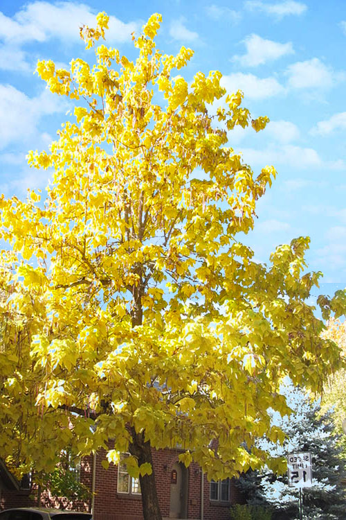 Northern Catalpa Tree - 7 Gallon Pot