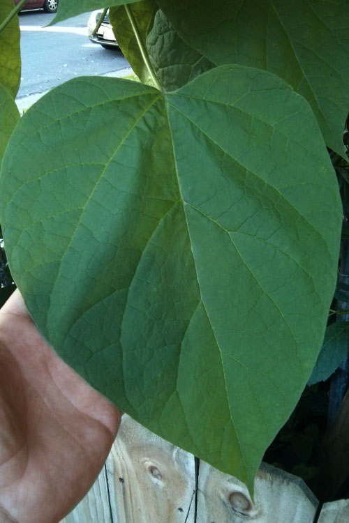  Northern Catalpa Tree - 7 Gallon Pot