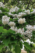  Northern Catalpa Tree - 7 Gallon Pot