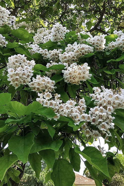  Northern Catalpa Tree - 7 Gallon Pot