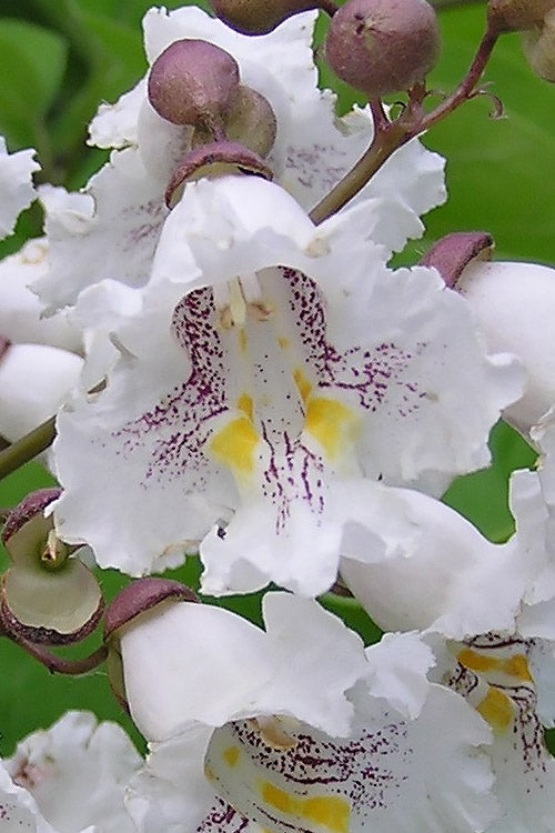  Northern Catalpa Tree - 7 Gallon Pot