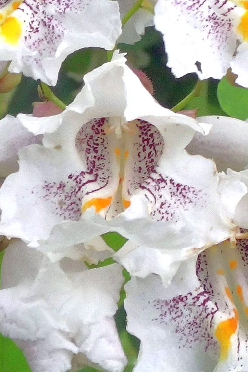  Northern Catalpa Tree - 7 Gallon Pot