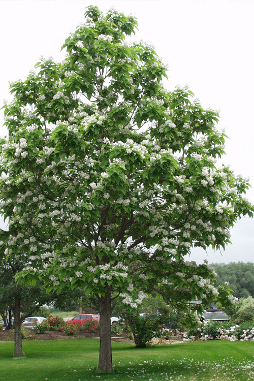  Northern Catalpa Tree - 7 Gallon Pot