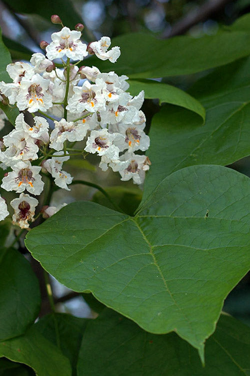  Northern Catalpa Tree - 7 Gallon Pot