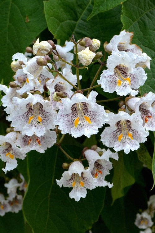  Northern Catalpa Tree - 7 Gallon Pot