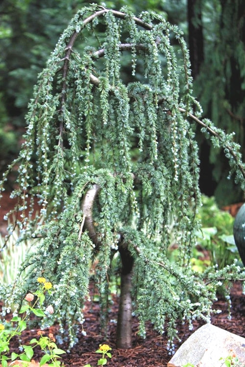 Serpentine Weeping Blue Atlas Cedar - 7 Gallon Pot (32-36")