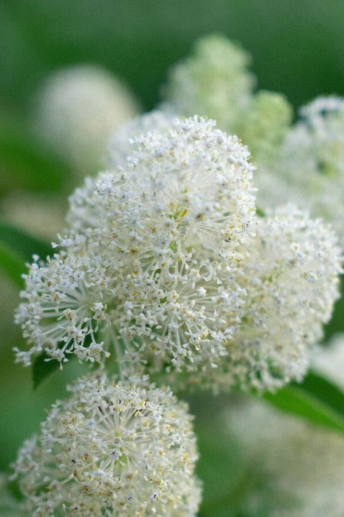  New Jersey Tea Plant (Ceanothus Americanus) - 3 Gallon Pot