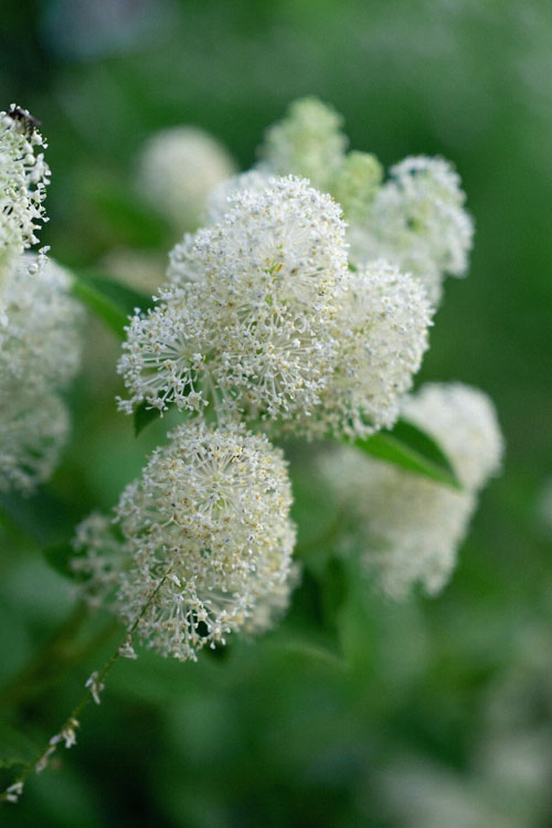  New Jersey Tea Plant (Ceanothus Americanus) - 3 Gallon Pot
