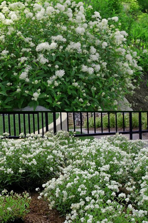  New Jersey Tea Plant (Ceanothus Americanus) - 1 Gallon Pot