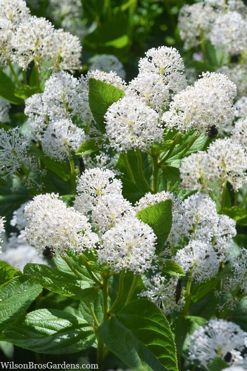  New Jersey Tea Plant (Ceanothus Americanus) - 3 Gallon Pot
