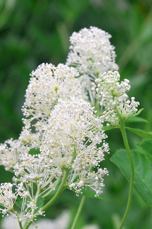  New Jersey Tea Plant (Ceanothus Americanus) - 3 Gallon Pot