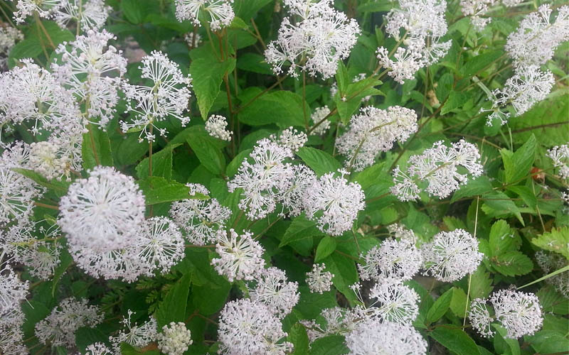  New Jersey Tea Plant (Ceanothus Americanus) - 1 Gallon Pot