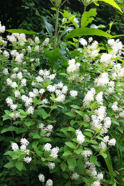  New Jersey Tea Plant (Ceanothus Americanus) - 1 Gallon Pot