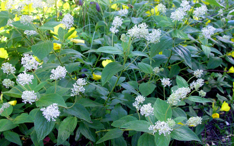  New Jersey Tea Plant (Ceanothus Americanus) - 1 Gallon Pot