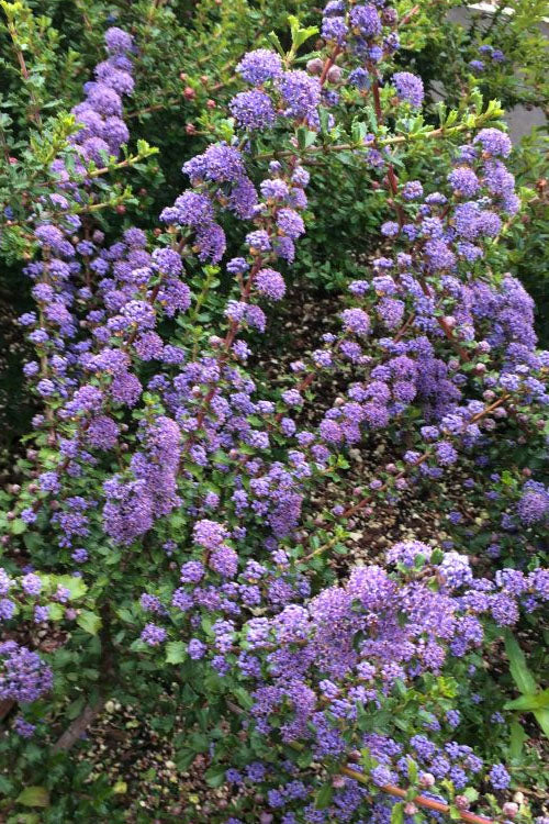  Blue Jeans Mountain Lilac (Ceanothus) - 2 Gallon Pot